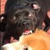 izzy (@izzystinks) Twitter profile photo izzy (@izzystinks) Twitter profile photo