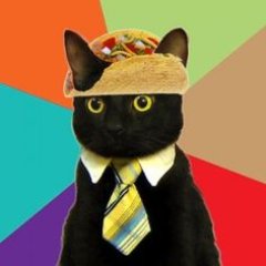 I'm not really a cat wearing a taco hat.