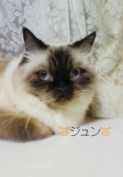 nekojunji82's profile picture. 休みは趣味の海釣り（ジギング＆タイラバ）へ行ってます。
仕事がら家に居るので。。。休みはアウトドアに行きたくなるよ〜！！！

猫好き〜。今は二匹居ますよ！可愛いって感じ〜。親バカですみません．．．