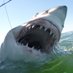 Hunter (@huntertheshark) Twitter profile photo Hunter (@huntertheshark) Twitter profile photo