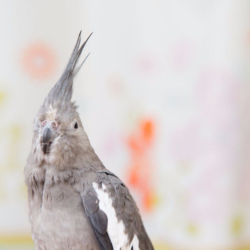 【解決のヒントは鳥さんの行動にあり】バードトレーナー｜鳥さんに合わせたコミュニケーション法やお世話等、凝り固まった思い込みや勘違いを解き、科学的な解決策と技術を通じて鳥さんとのよりよい暮らしのヒントをご提案｜著書「インコと飼い主さんの事件簿」「インコ＆オウムのお悩み解決帖」etc。