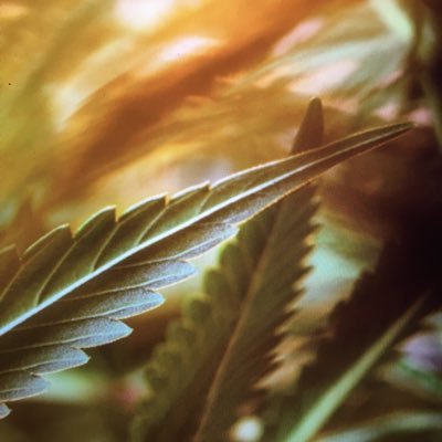 MCannabisPhoto's profile picture. Elevated cannabis strain & product photography