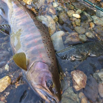 秘境の地へ だれも釣れない魚を