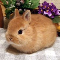 絶叫して俊足で逃げるマン@株(個別株は先物と同じ/利確は正義) (@mokakabu) 's Twitter Profile