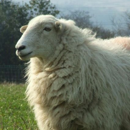 Upland sheep & beef farmer. Grass only system finishing lambs sold deadweight.
Egg producer.