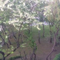عشقك سبب ذولي (@medopop000) 's Twitter Profile