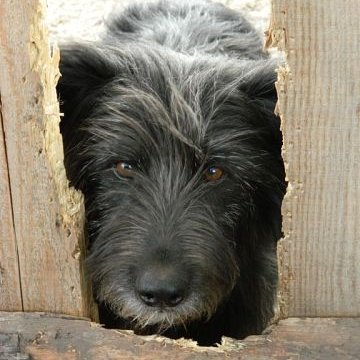 Наша группа помогает прокормить животных приюта Натальи Хорошевой-коренной Москвички,волею судьбы ставшей опекуншей более чем 40-ка собак и более 20-ти кошек.