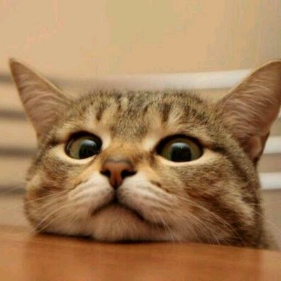 激カワ ねこ猫ネコ まみれ Hantebanden のツイプロ