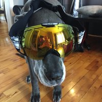 Dominique Jacques (@monicthomson) 's Twitter Profile