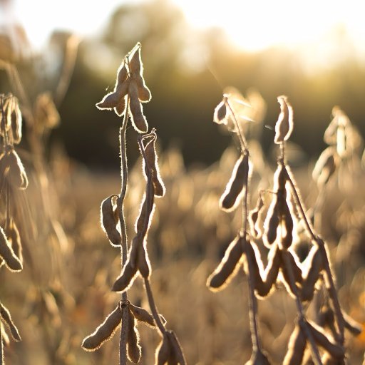 Follow Virginia Cooperative Extension's Agriculture & Natural Resources Program for Lunenburg County here!