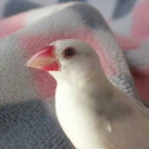★ハヤオキ部のありさです!(お仲間の方は気軽に声掛けてね!)
★パピヨン(女のコ16歳)天寿を全うしました。愛白文鳥(女のコ)も10歳半で天寿を全うしました。
鳥見活動をのーんびりしています。
時々写真などアップしています。
鳥好き、パピヨン好きな方、仲良くしてください♪