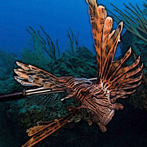 Lionfishhunting On Twitter Lionfish Dissection Tutorial By Dr