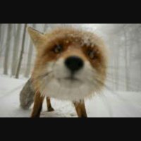 Fox and Newt Pub (@foxandnewtleeds) 's Twitter Profile