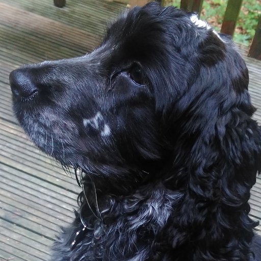 Coming Soon!!
Website providing superior UK made Pet Accessories. Follow to be ready for our launch day deals....