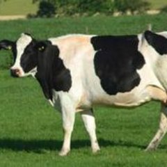 #Organic dairy #farmer based in #Kent. Firm believer in British grown produce and improved treatment of local farmers.
