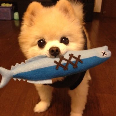 tos_pm's profile picture. ポケモン好きの社会人