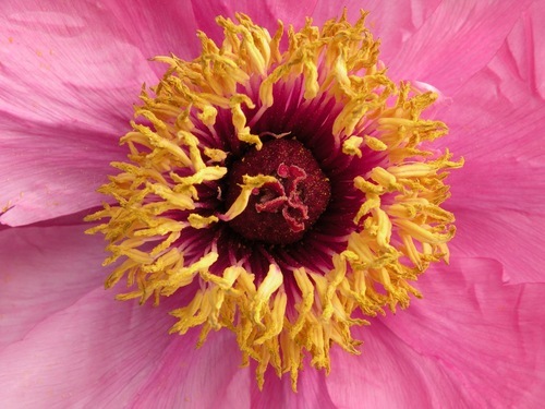 PeonyHeaven's profile picture. We are growers of rare and unusual peonies. Our goal is to share our passion for these sublime flowers with fellow gardeners.