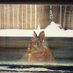 Bun (@dogsaremyjam) Twitter profile photo Bun (@dogsaremyjam) Twitter profile photo