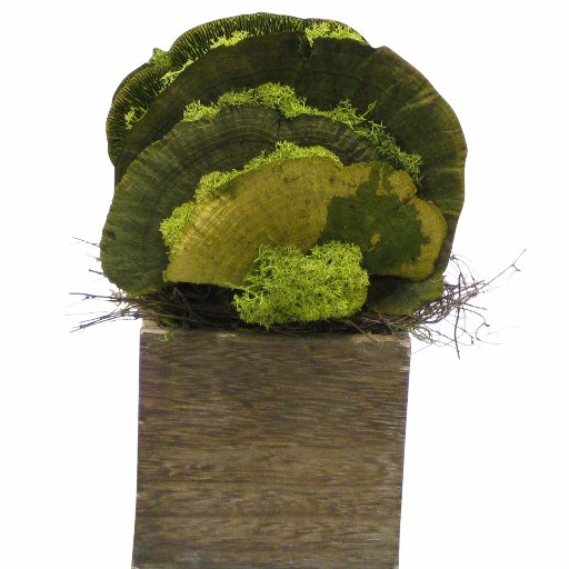 bougainvilleaco's profile picture. Artistic designs in preserved botanicals, fragrant candles and home accessories.  Handbags & jewelry now David Jeffery @davidjefferydes.  Wholesaler.