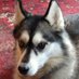 Amy Morrison (@siberspaces) Twitter profile photo Amy Morrison (@siberspaces) Twitter profile photo
