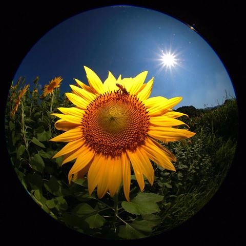 nikki000021's profile picture.