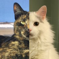 Floof Lion & Kiddo (@lbkiddoshow) 's Twitter Profile