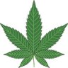 CSCAlmelo's profile picture. Cannabis Social Club Almelo heeft als doel de rechten van cannabisconsumenten/- producenten te beschermen. Initiatief van de Libertarische Partij Almelo