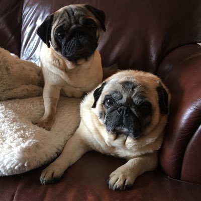 Champion show pugs. Retired & Adopted, now champion lap sitters. Momma & Daughter together again! Fan of pillows & zoomies. Sensational snorers. Both Pvt #ZSHQ