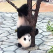 私はkimmie @SWCJ 4/18 4/20参加さんのプロフィール画像