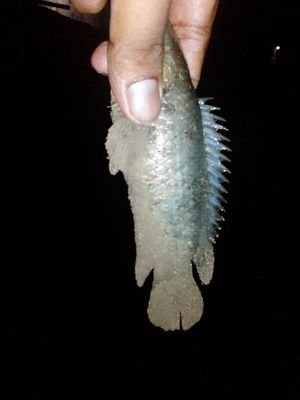 phoning007's profile picture. 