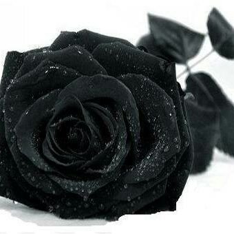 EMOasianBOI's profile picture. 