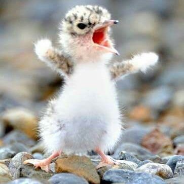 rasheedahmed191's profile picture. simple