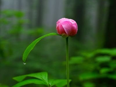 「野の花 を紹介」
阿蘇くじゅう国立公園 周辺の花と
出来事を紹介します！
