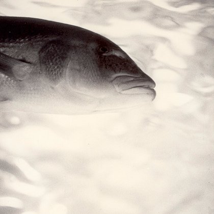 preciselyNo's profile picture. 