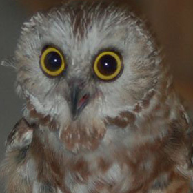 tinyowl's profile picture. I am tiny and cute.