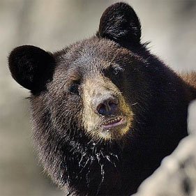 Blackraine_Bear's profile picture. Just your typical angry Black bear!!!!
snap:@blackkkbear
YouTube:@Black Bear