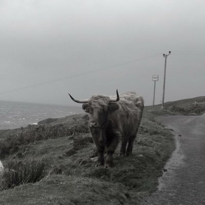 Pimkin81's profile picture. all opinions my own