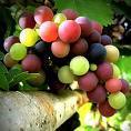 http://t.co/njvArI6i6x
Job Board for Sommeliers jobs worldwide