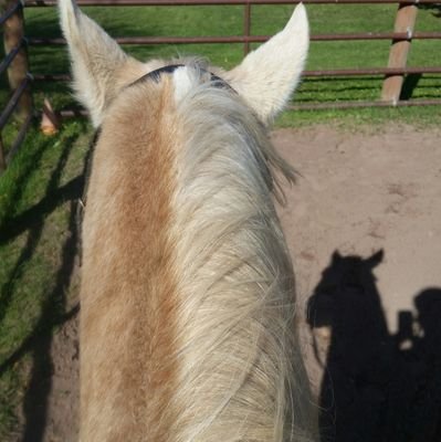 granny with an attitude, and a horse. I'm  mostly here to read, so don't expect a rash of tweets from me, nor do I care how many followers I have.