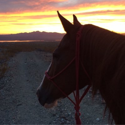 STACEYPHUFF2's profile picture. 