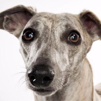 Fanático de los hoy-dogs  y Rockero por naturaleza.