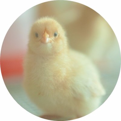 chicken_9jou's profile picture. 私の様な人でも安心して生きられる世の中にしたい。無言フォローご容赦ください。なお宣伝やアダルト系等のツイートの多い方、プロフィールなしの鍵垢の方などはフォロー外させて頂く場合がありますのでご了承下さい。わきまえないヒヨコになりたい。 #肉球新党 ＃こんな人 #WeToo