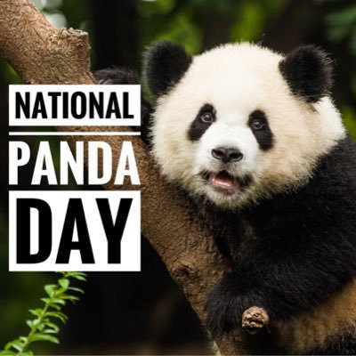 NATIONAL PANDA DAY - March 16, 2024 - National Today