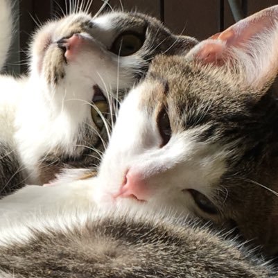 KLYs_G's profile picture. 愛猫家