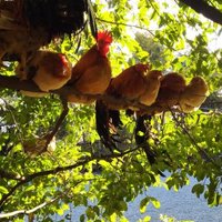 コッコ (@fmchico1) 's Twitter Profile Photo