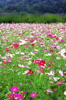 1979年生まれの主婦です。
犬好きですが、今はアメショー1匹と旦那様と暮らしております。なかなか猫もかわいいです。
趣味は、写真、お散歩、食べ歩き、釣りです。
