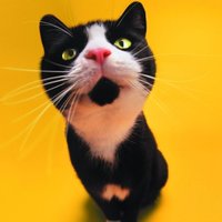 James Homly (@homlycat) 's Twitter Profile