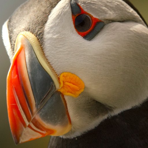 Natural History documentary makers based in Westport, Ireland