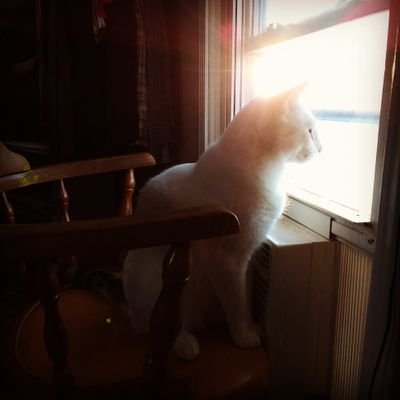 OttoPest's profile picture. Still trying to get used to this Twitter thing...