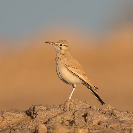 Gayuin Birding Tours is a Moroccan Travel Agency that organizes tours of birds, nature and photography over the country! For more details, https://t.co/pXwHAhdi0Y